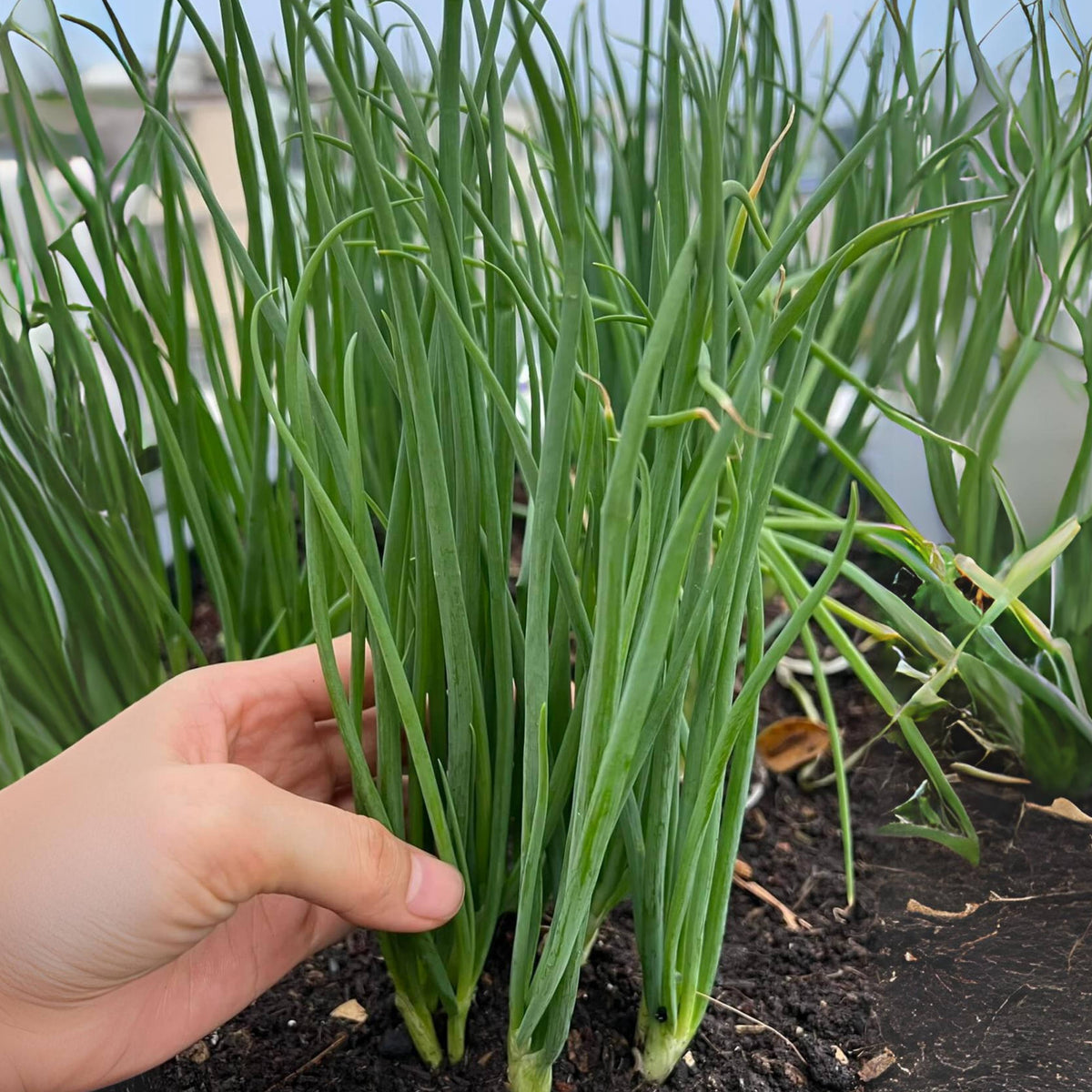 310 Seeds|Tokyo Long Bunching Green Onion Seeds – Heirloom, Non-GMO, Mild Scallion Flavor, Long White Stalks, Easy to Grow, High Yield Asian Variety, Perfect for Soups, Stir-Fries, Garnishes, and Kitchen Gardens#7030