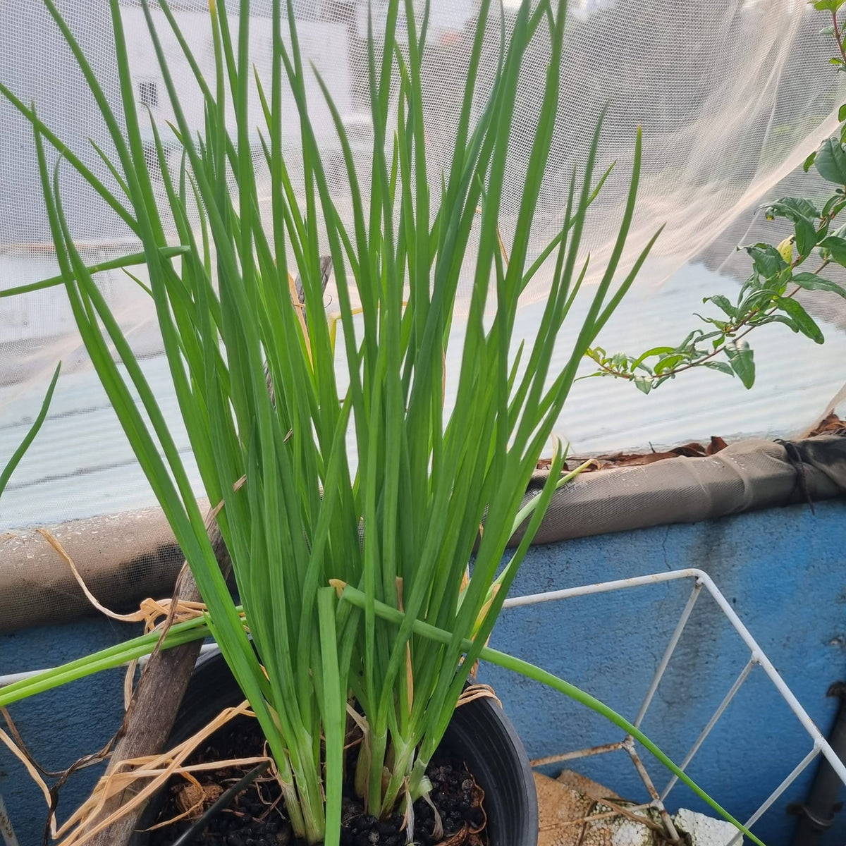 310 Seeds|Tokyo Long Bunching Green Onion Seeds – Heirloom, Non-GMO, Mild Scallion Flavor, Long White Stalks, Easy to Grow, High Yield Asian Variety, Perfect for Soups, Stir-Fries, Garnishes, and Kitchen Gardens#7030