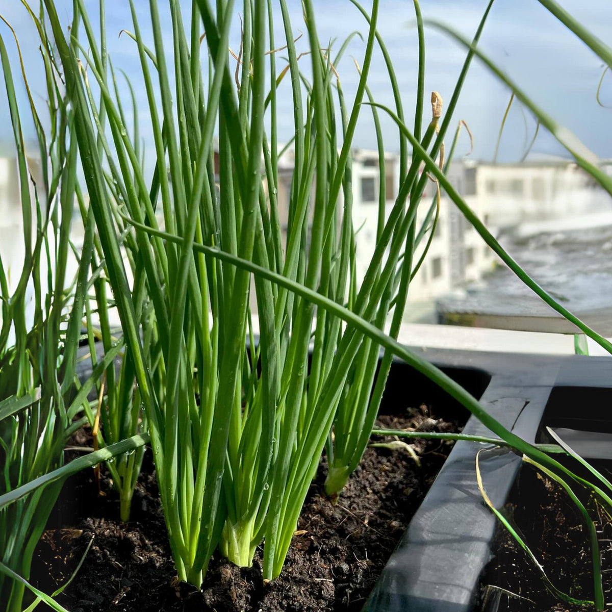 310 Seeds|Tokyo Long Bunching Green Onion Seeds – Heirloom, Non-GMO, Mild Scallion Flavor, Long White Stalks, Easy to Grow, High Yield Asian Variety, Perfect for Soups, Stir-Fries, Garnishes, and Kitchen Gardens#7030