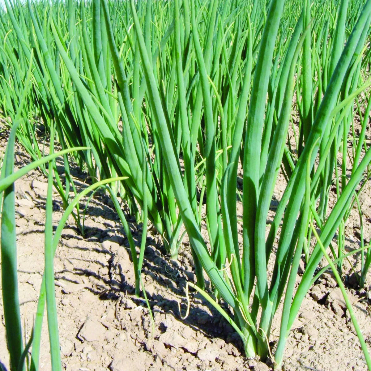 Tokyo Long Bunching Green Onion Seeds - Bunching Type, 310 seeds