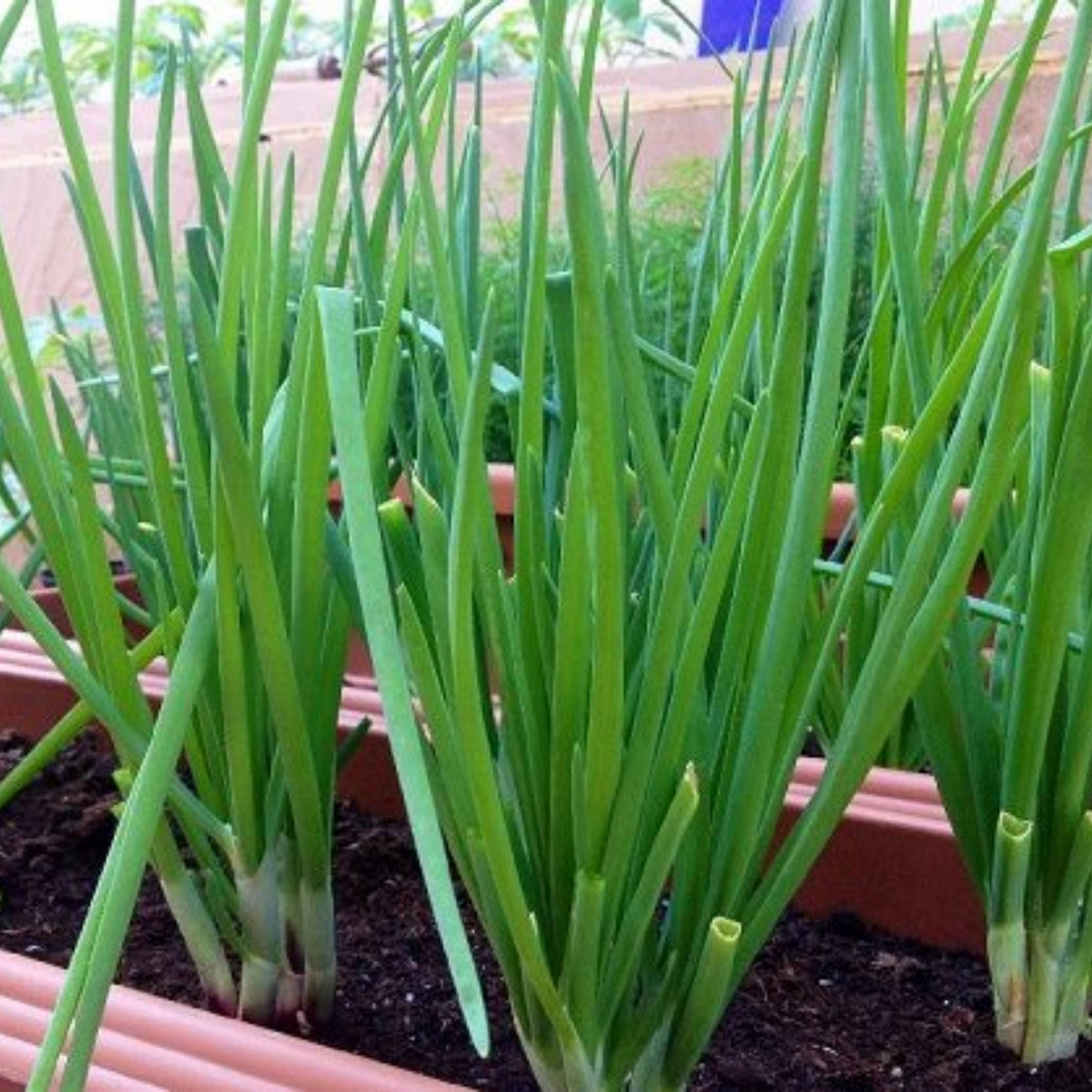 310 Seeds|Tokyo Long Bunching Green Onion Seeds – Heirloom, Non-GMO, Mild Scallion Flavor, Long White Stalks, Easy to Grow, High Yield Asian Variety, Perfect for Soups, Stir-Fries, Garnishes, and Kitchen Gardens#7030