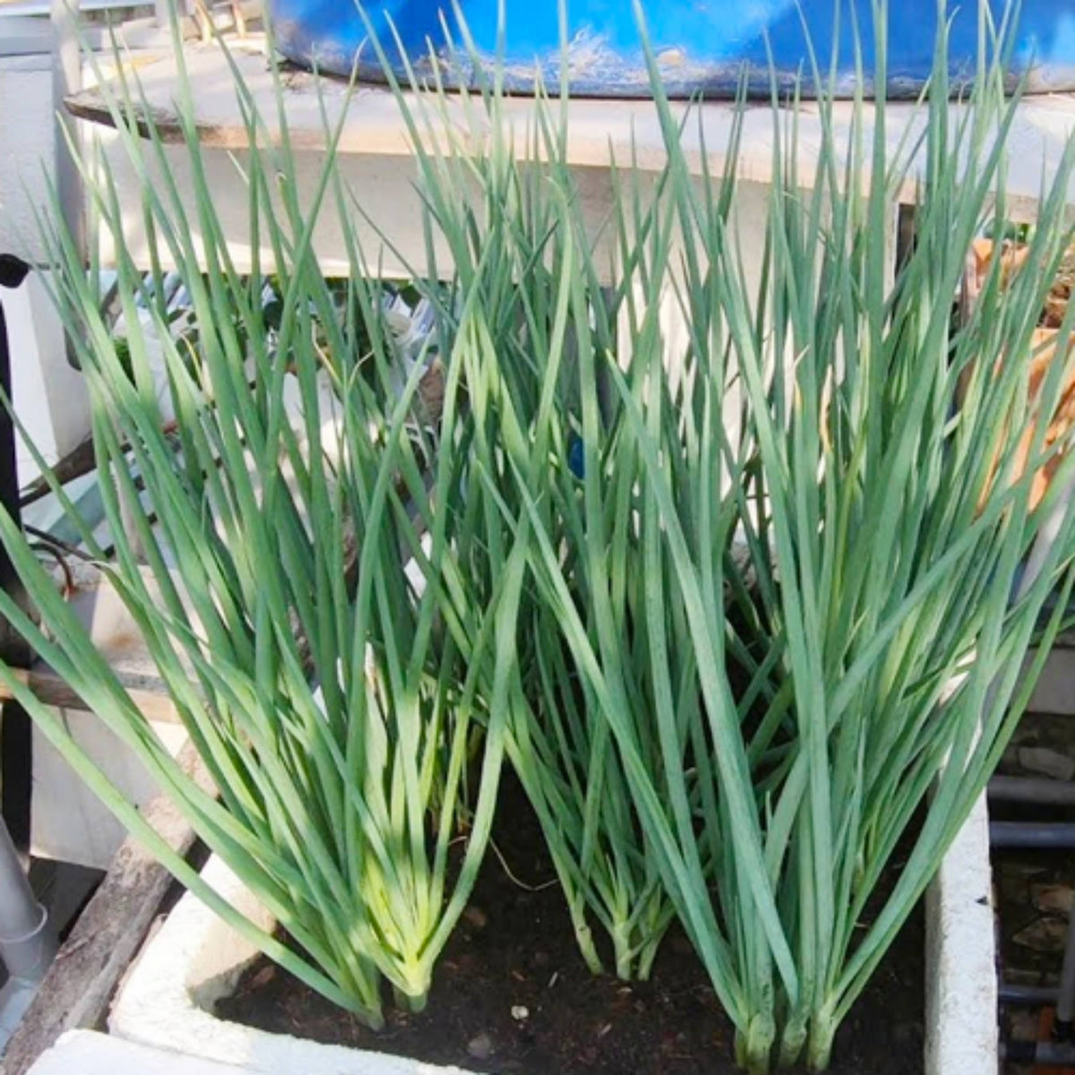 310 Seeds|Tokyo Long Bunching Green Onion Seeds – Heirloom, Non-GMO, Mild Scallion Flavor, Long White Stalks, Easy to Grow, High Yield Asian Variety, Perfect for Soups, Stir-Fries, Garnishes, and Kitchen Gardens#7030
