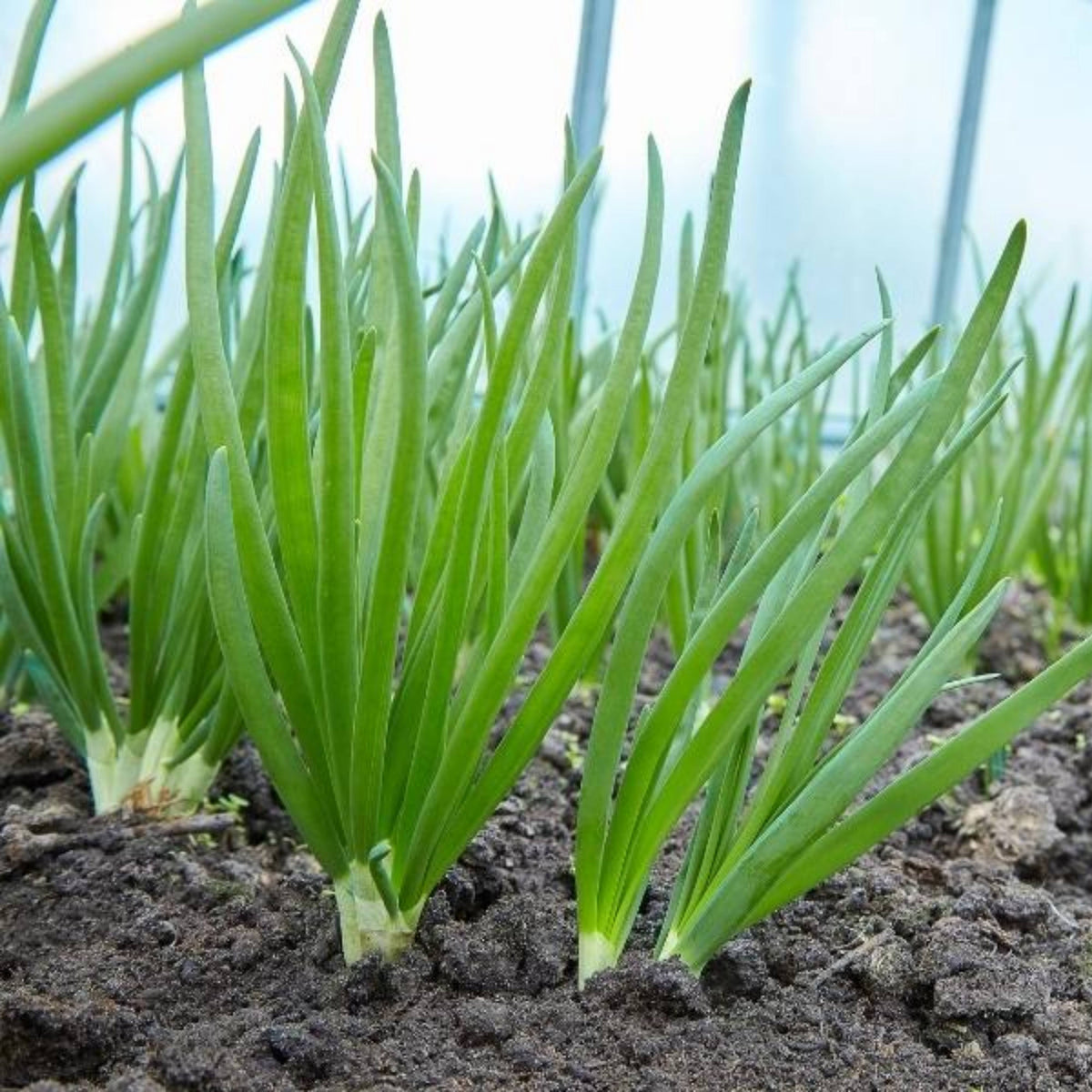 310 Seeds|Tokyo Long Bunching Green Onion Seeds – Heirloom, Non-GMO, Mild Scallion Flavor, Long White Stalks, Easy to Grow, High Yield Asian Variety, Perfect for Soups, Stir-Fries, Garnishes, and Kitchen Gardens#7030