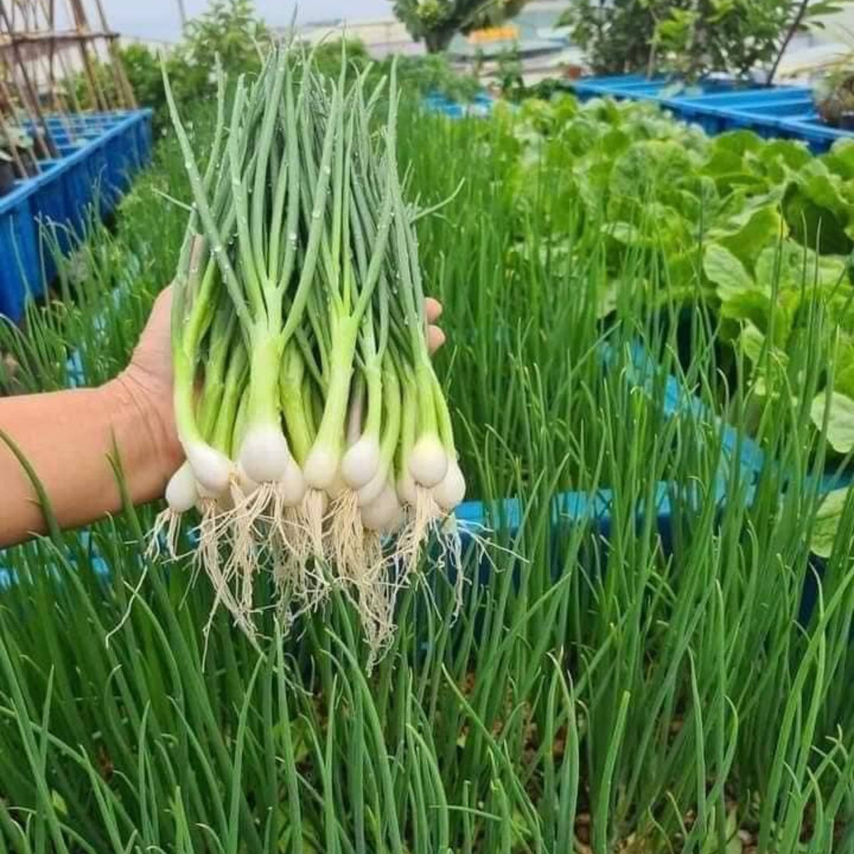 Tokyo Long Bunching Green Onion Seeds - Bunching Type, 310 seeds