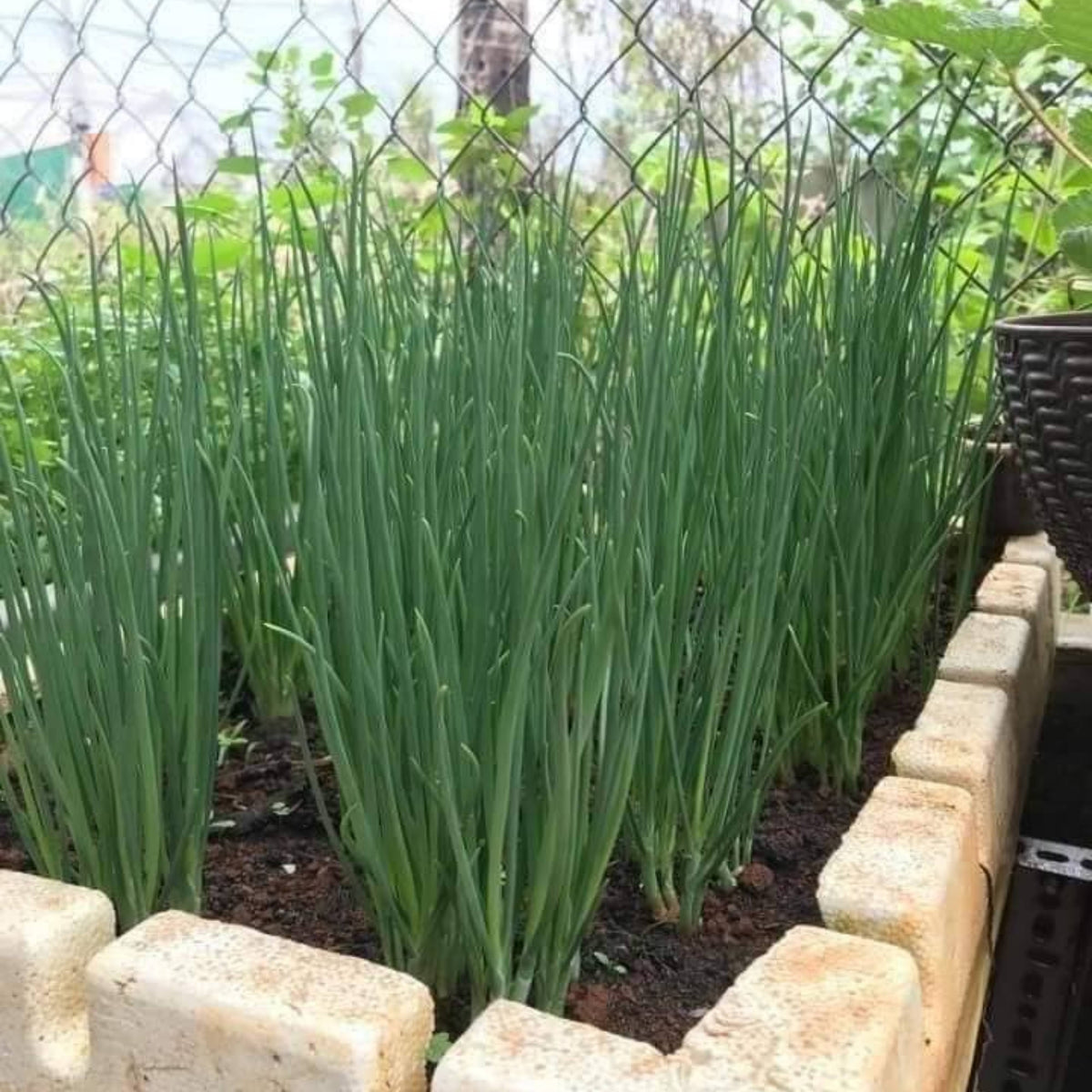 310 Seeds|Tokyo Long Bunching Green Onion Seeds – Heirloom, Non-GMO, Mild Scallion Flavor, Long White Stalks, Easy to Grow, High Yield Asian Variety, Perfect for Soups, Stir-Fries, Garnishes, and Kitchen Gardens#7030