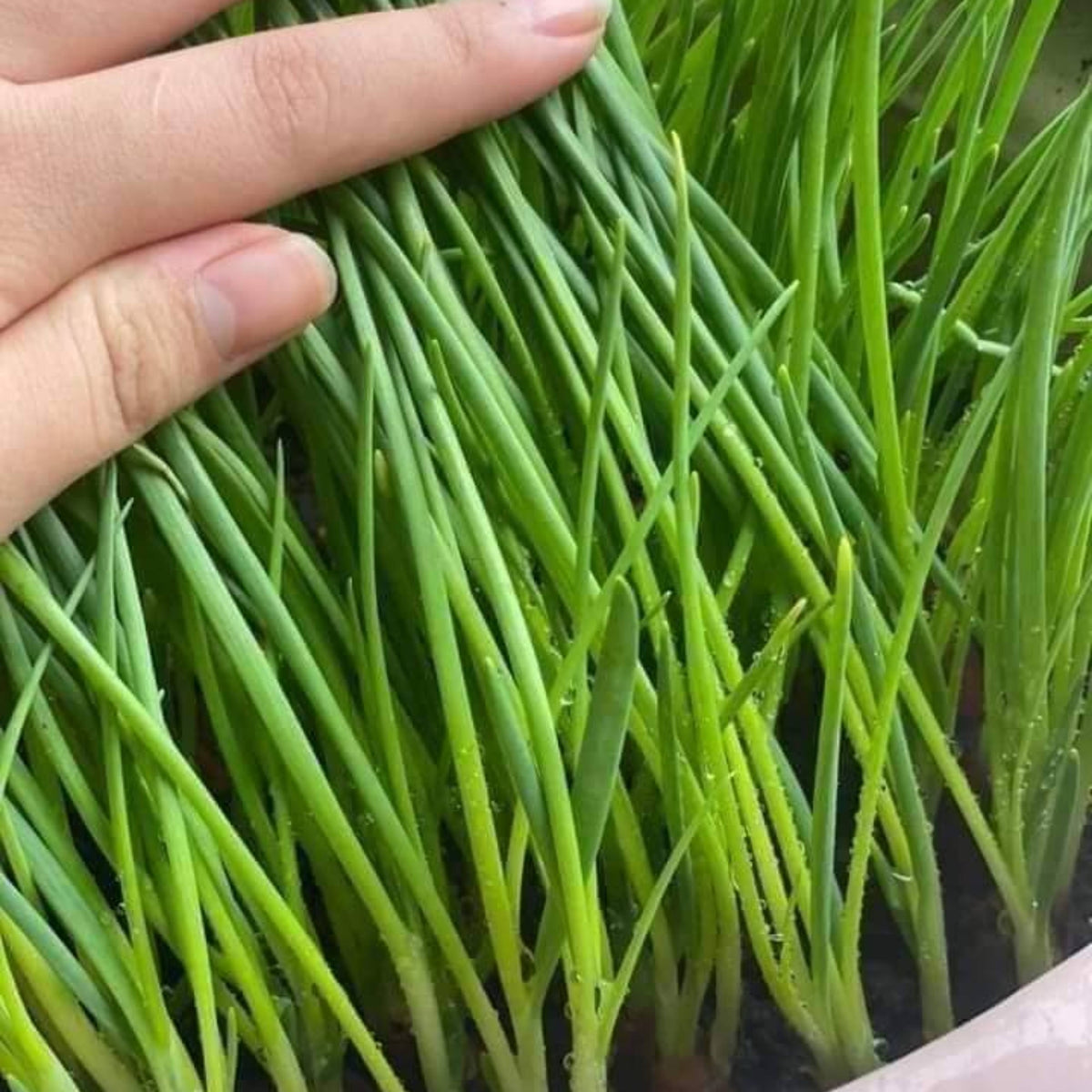 310 Seeds|Tokyo Long Bunching Green Onion Seeds – Heirloom, Non-GMO, Mild Scallion Flavor, Long White Stalks, Easy to Grow, High Yield Asian Variety, Perfect for Soups, Stir-Fries, Garnishes, and Kitchen Gardens#7030