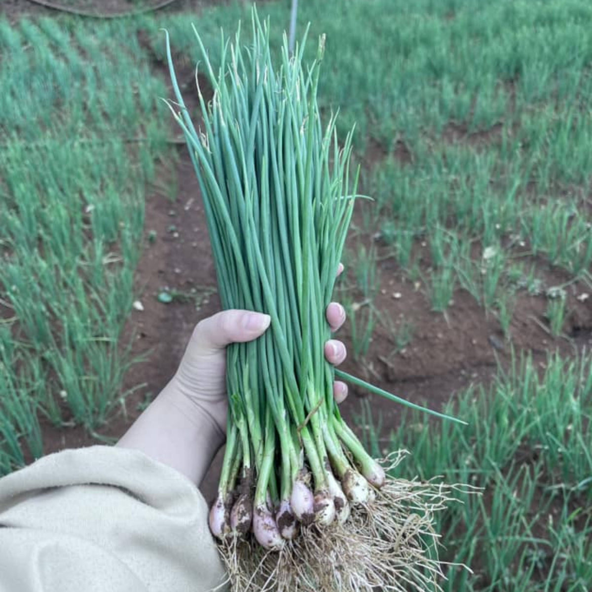 310 Seeds|Tokyo Long Bunching Green Onion Seeds – Heirloom, Non-GMO, Mild Scallion Flavor, Long White Stalks, Easy to Grow, High Yield Asian Variety, Perfect for Soups, Stir-Fries, Garnishes, and Kitchen Gardens#7030