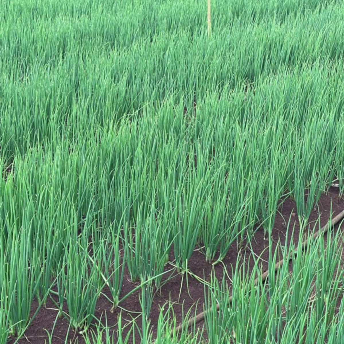 Tokyo Long Bunching Green Onion Seeds - Bunching Type, 310 seeds