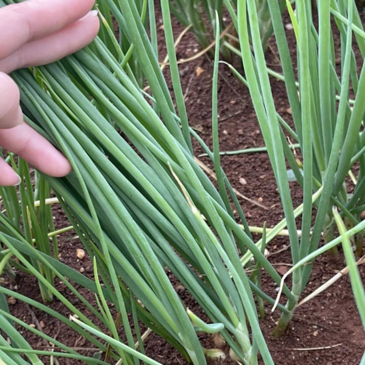 310 Seeds|Tokyo Long Bunching Green Onion Seeds – Heirloom, Non-GMO, Mild Scallion Flavor, Long White Stalks, Easy to Grow, High Yield Asian Variety, Perfect for Soups, Stir-Fries, Garnishes, and Kitchen Gardens#7030