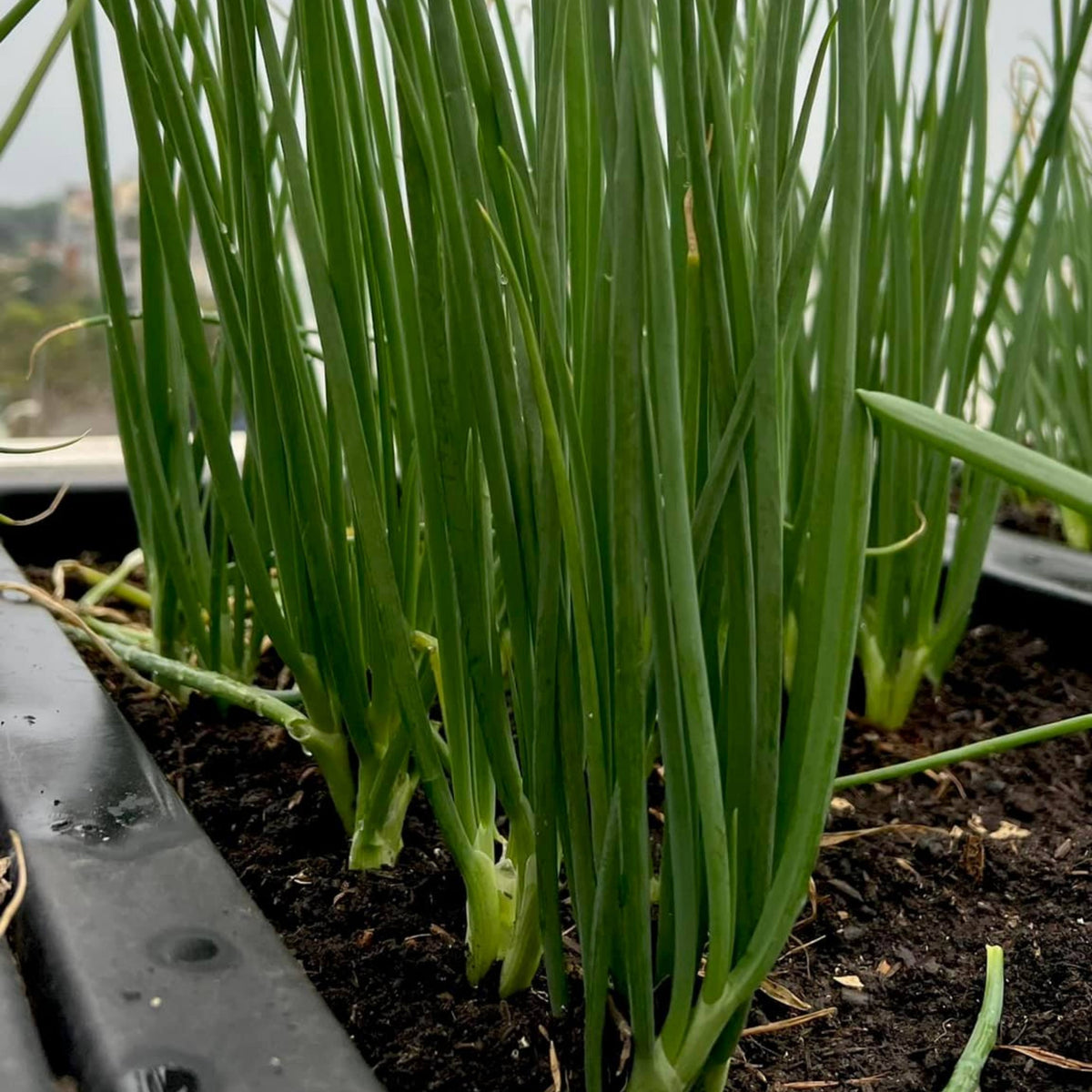 310 Seeds|Tokyo Long Bunching Green Onion Seeds – Heirloom, Non-GMO, Mild Scallion Flavor, Long White Stalks, Easy to Grow, High Yield Asian Variety, Perfect for Soups, Stir-Fries, Garnishes, and Kitchen Gardens#7030