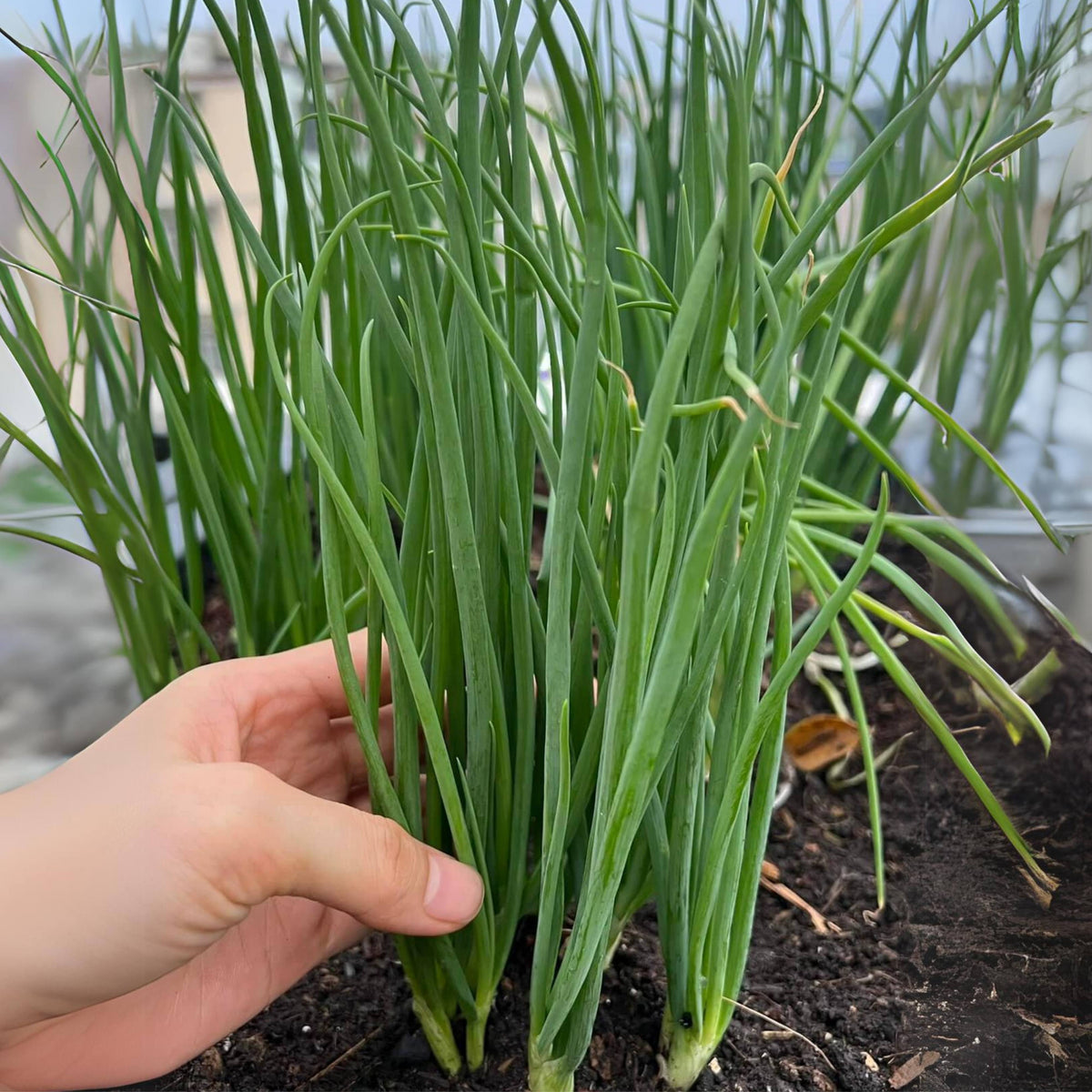 310 Seeds|Tokyo Long Bunching Green Onion Seeds – Heirloom, Non-GMO, Mild Scallion Flavor, Long White Stalks, Easy to Grow, High Yield Asian Variety, Perfect for Soups, Stir-Fries, Garnishes, and Kitchen Gardens#7030