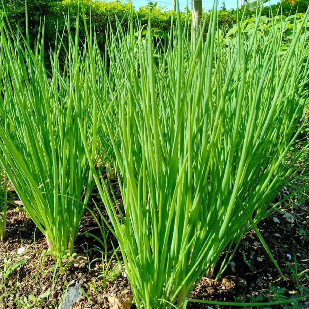 310 Seeds|Tokyo Long Bunching Green Onion Seeds – Heirloom, Non-GMO, Mild Scallion Flavor, Long White Stalks, Easy to Grow, High Yield Asian Variety, Perfect for Soups, Stir-Fries, Garnishes, and Kitchen Gardens#7030