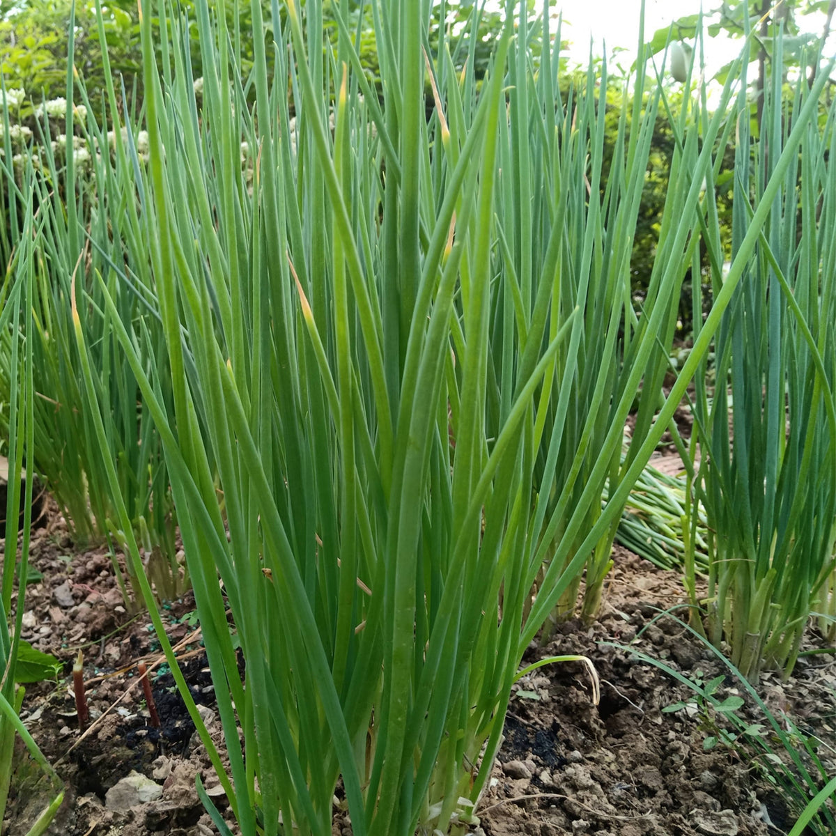 Tokyo Long Bunching Green Onion Seeds - Bunching Type, 310 seeds