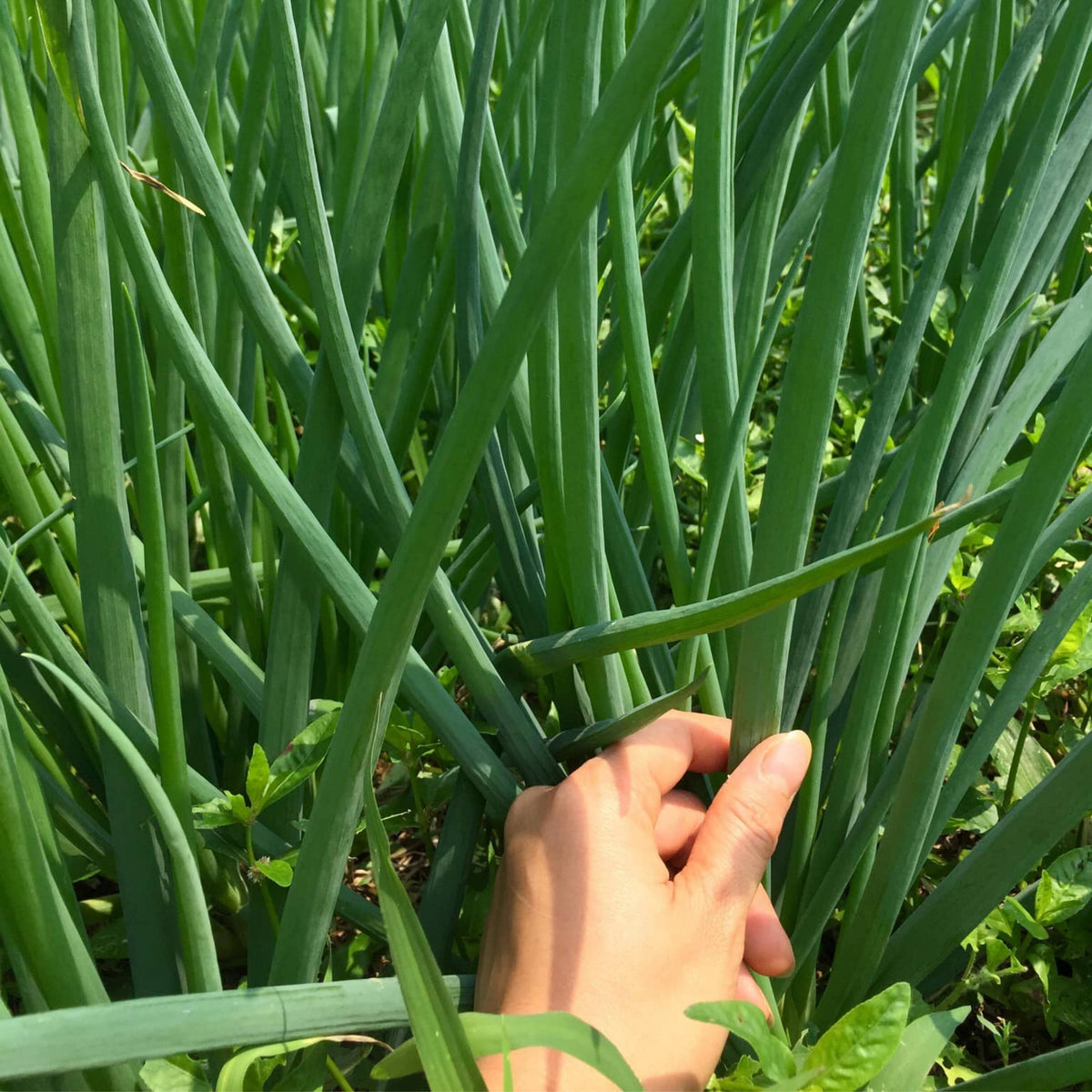 310 Seeds|Tokyo Long Bunching Green Onion Seeds – Heirloom, Non-GMO, Mild Scallion Flavor, Long White Stalks, Easy to Grow, High Yield Asian Variety, Perfect for Soups, Stir-Fries, Garnishes, and Kitchen Gardens#7030