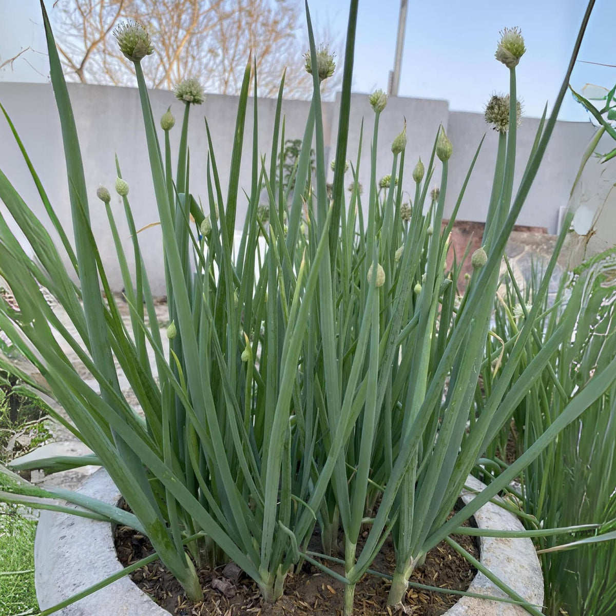 Tokyo Long Bunching Green Onion Seeds - Bunching Type, 310 seeds
