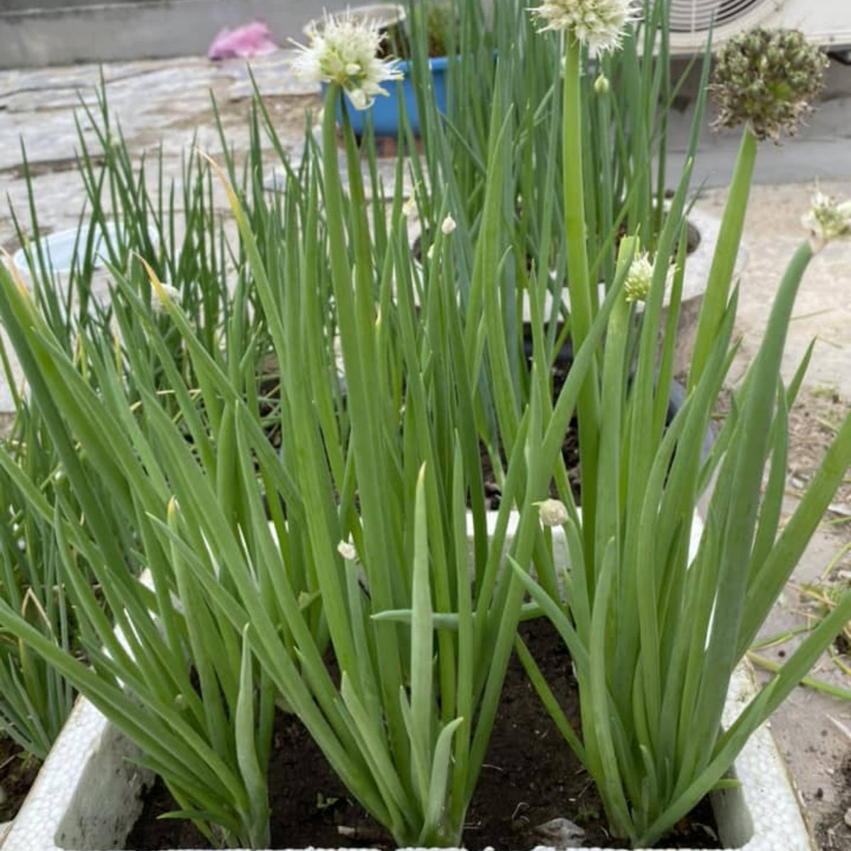 310 Seeds|Tokyo Long Bunching Green Onion Seeds – Heirloom, Non-GMO, Mild Scallion Flavor, Long White Stalks, Easy to Grow, High Yield Asian Variety, Perfect for Soups, Stir-Fries, Garnishes, and Kitchen Gardens#7030