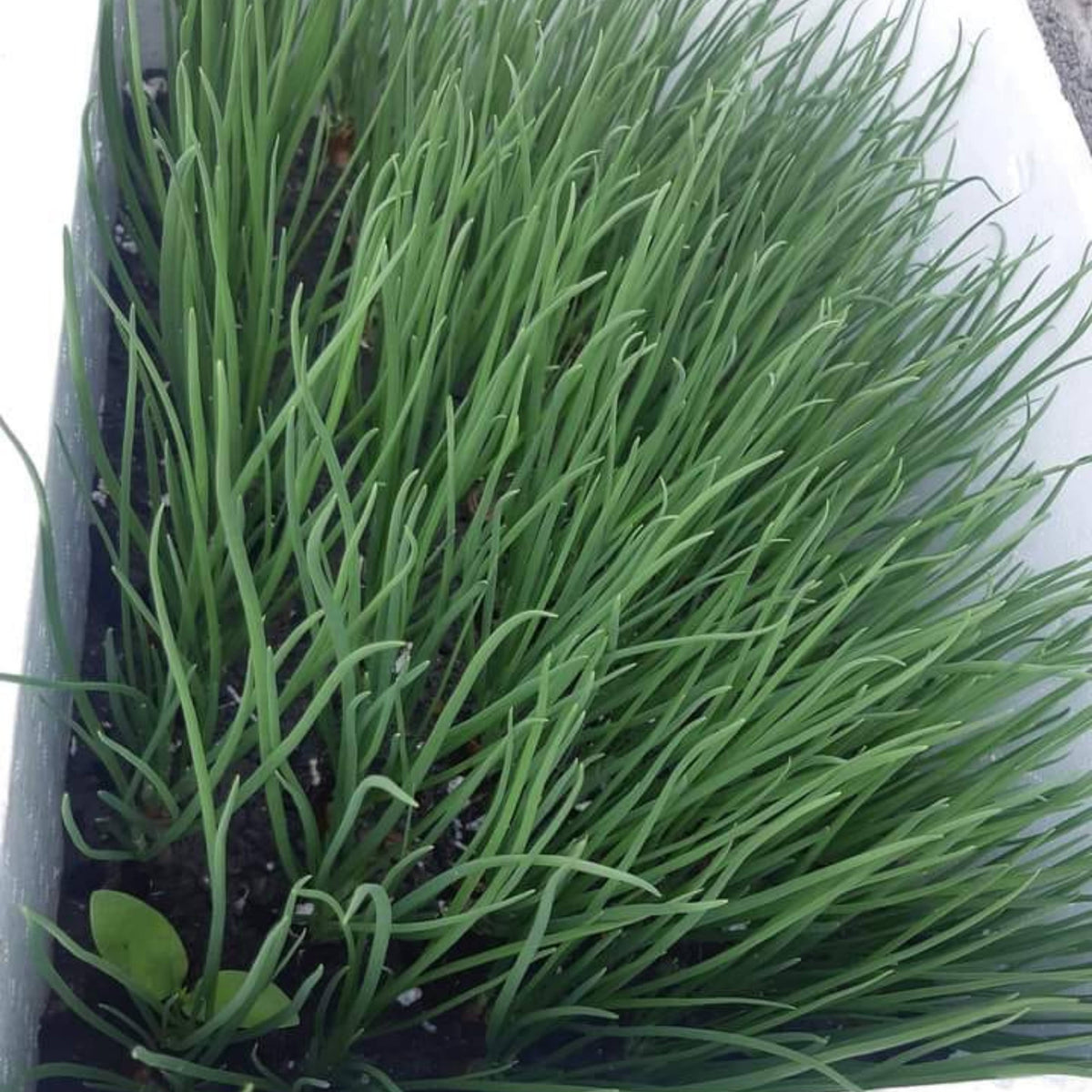 310 Seeds|Tokyo Long Bunching Green Onion Seeds – Heirloom, Non-GMO, Mild Scallion Flavor, Long White Stalks, Easy to Grow, High Yield Asian Variety, Perfect for Soups, Stir-Fries, Garnishes, and Kitchen Gardens#7030