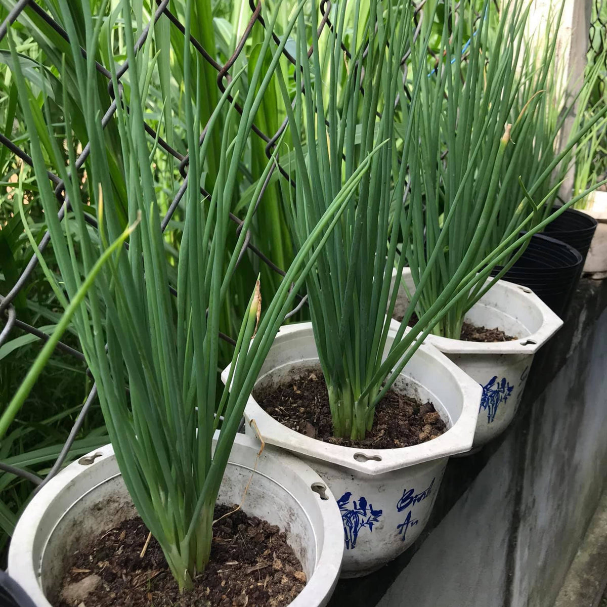310 Seeds|Tokyo Long Bunching Green Onion Seeds – Heirloom, Non-GMO, Mild Scallion Flavor, Long White Stalks, Easy to Grow, High Yield Asian Variety, Perfect for Soups, Stir-Fries, Garnishes, and Kitchen Gardens#7030