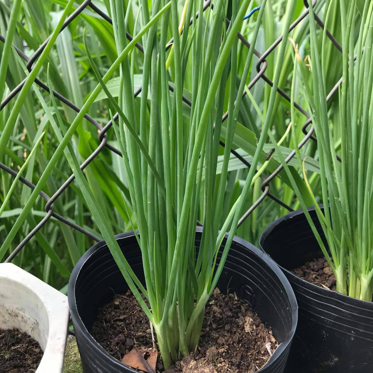 310 Seeds|Tokyo Long Bunching Green Onion Seeds – Heirloom, Non-GMO, Mild Scallion Flavor, Long White Stalks, Easy to Grow, High Yield Asian Variety, Perfect for Soups, Stir-Fries, Garnishes, and Kitchen Gardens#7030
