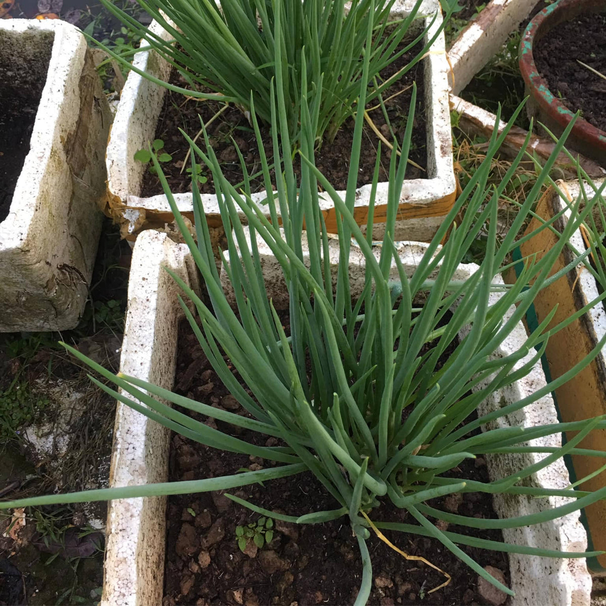 310 Seeds|Tokyo Long Bunching Green Onion Seeds – Heirloom, Non-GMO, Mild Scallion Flavor, Long White Stalks, Easy to Grow, High Yield Asian Variety, Perfect for Soups, Stir-Fries, Garnishes, and Kitchen Gardens#7030