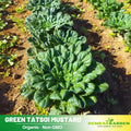 210 Seeds| Tatsoi Mustard Green Seeds-Heirloom – Non-GMO – Asian Greens – Tender Leaves – Mild Flavor – Fast Growing – Cool Season – Baby or Mature Harvest – Easy to Grow – Garden to Table#7031