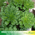 210 Seeds| Tatsoi Mustard Green Seeds – Heirloom, Non-GMO, Asian Rosette Greens, Tender Spoon-Shaped Leaves, Mild Flavor, Fast Growing, Cool Season Crop for Salads, Stir-Fries, Soups, and Healthy Kitchen Gardens#7031