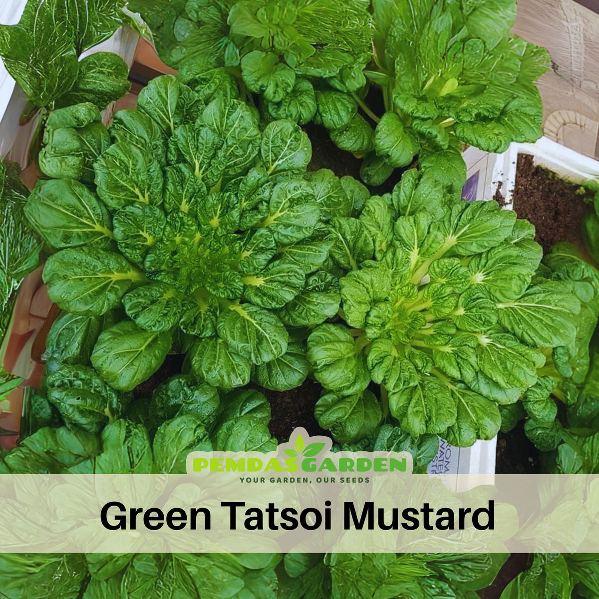 Tatsoi Mustard Green Seeds-Heirloom - Asian Greens, 210 seeds