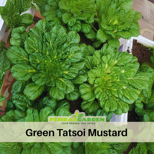 Tatsoi Mustard Green Seeds-Heirloom - Asian Greens, 210 seeds