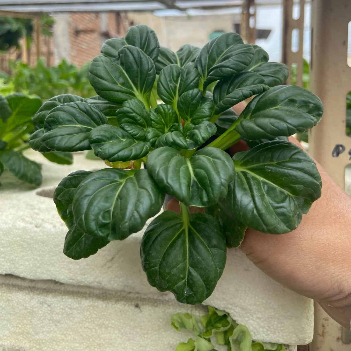 210 Seeds| Tatsoi Mustard Green Seeds – Heirloom, Non-GMO, Asian Rosette Greens, Tender Spoon-Shaped Leaves, Mild Flavor, Fast Growing, Cool Season Crop for Salads, Stir-Fries, Soups, and Healthy Kitchen Gardens#7031