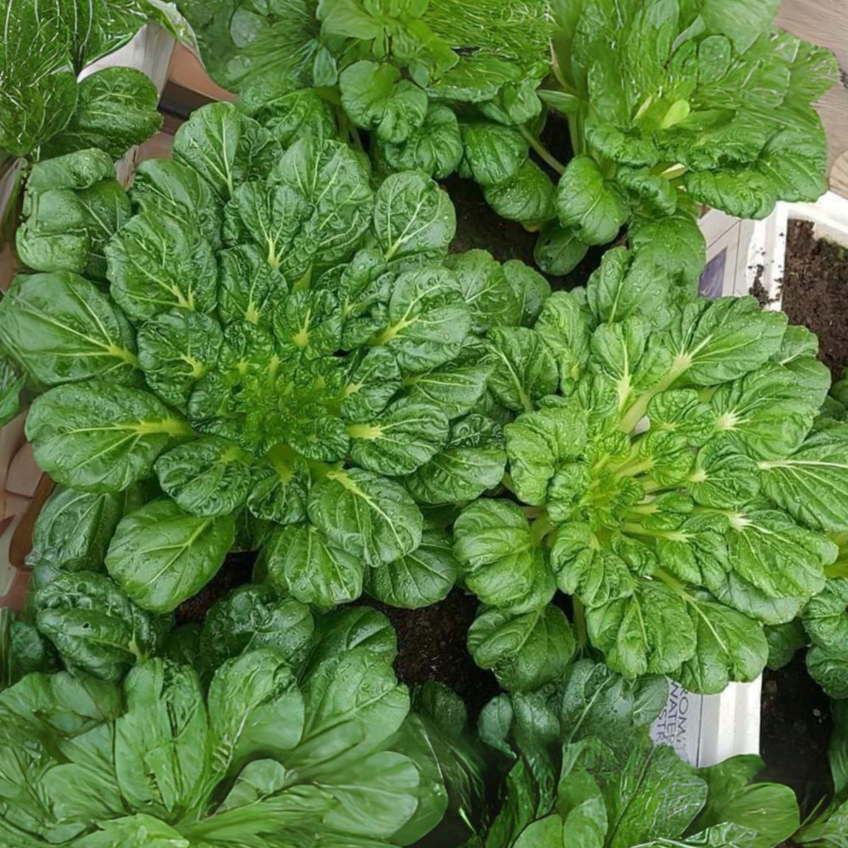Tatsoi Mustard Green Seeds-Heirloom - Asian Greens, 210 seeds