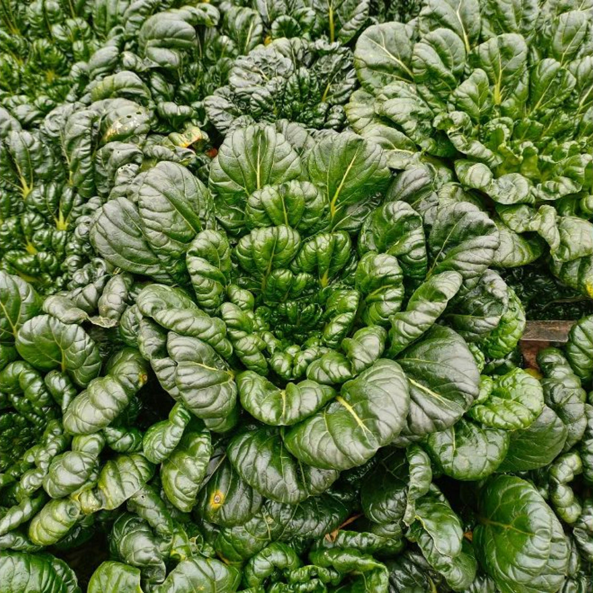 Tatsoi Mustard Green Seeds - Asian Rosette Greens, 210 seeds