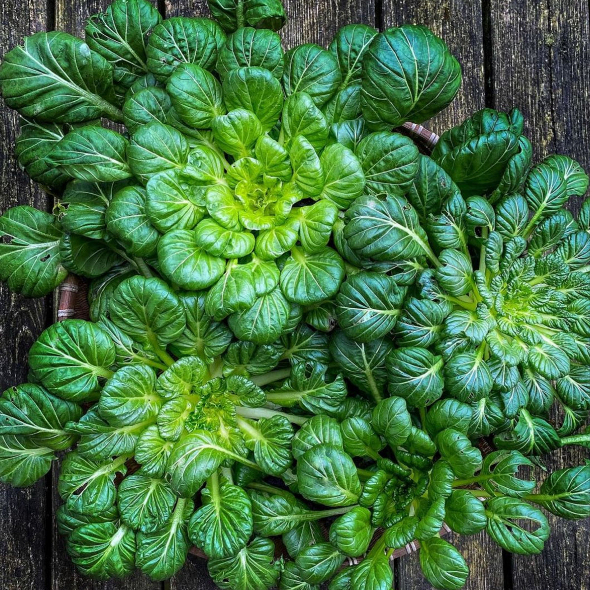 Tatsoi Mustard Green Seeds-Heirloom - Asian Greens, 210 seeds