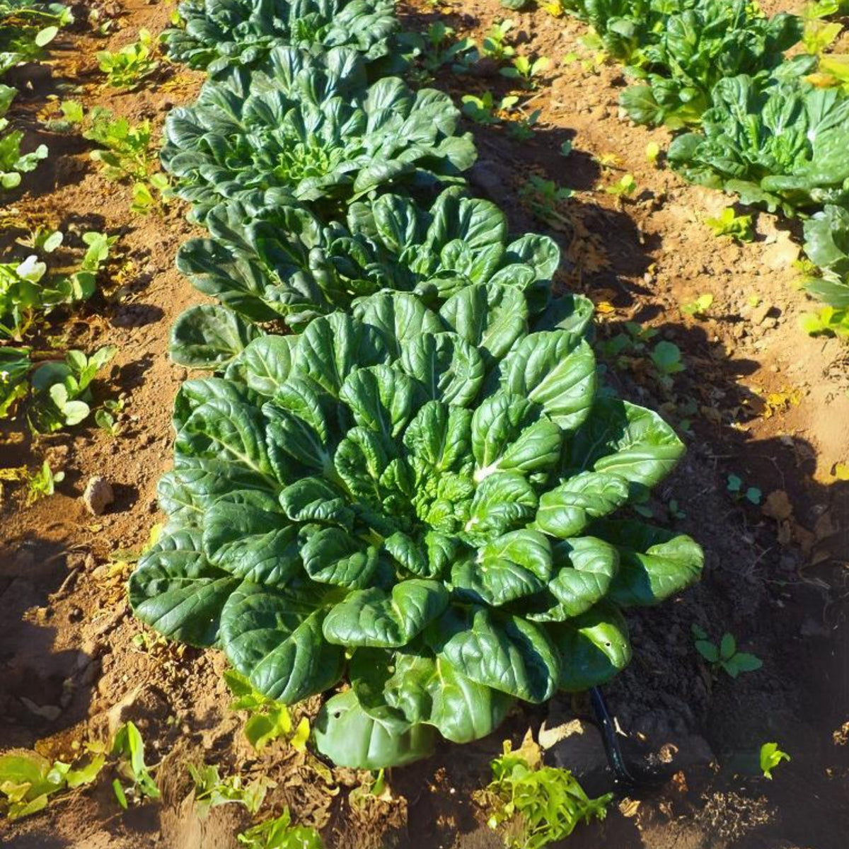 210 Seeds| Tatsoi Mustard Green Seeds – Heirloom, Non-GMO, Asian Rosette Greens, Tender Spoon-Shaped Leaves, Mild Flavor, Fast Growing, Cool Season Crop for Salads, Stir-Fries, Soups, and Healthy Kitchen Gardens#7031