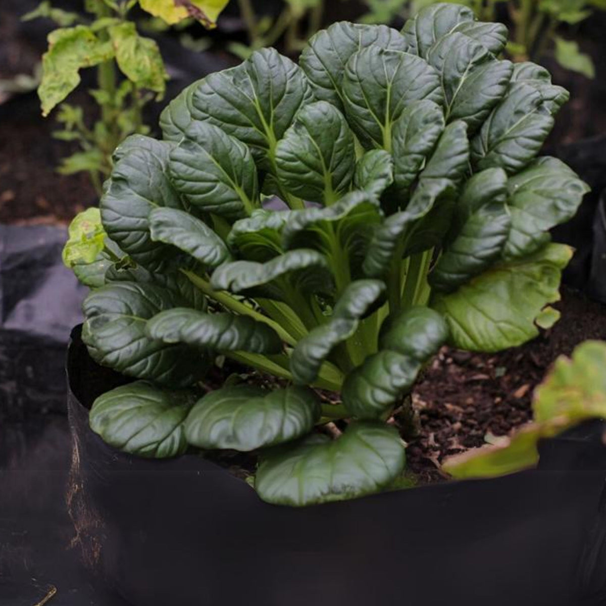 Tatsoi Mustard Green Seeds - Asian Rosette Greens, 210 seeds