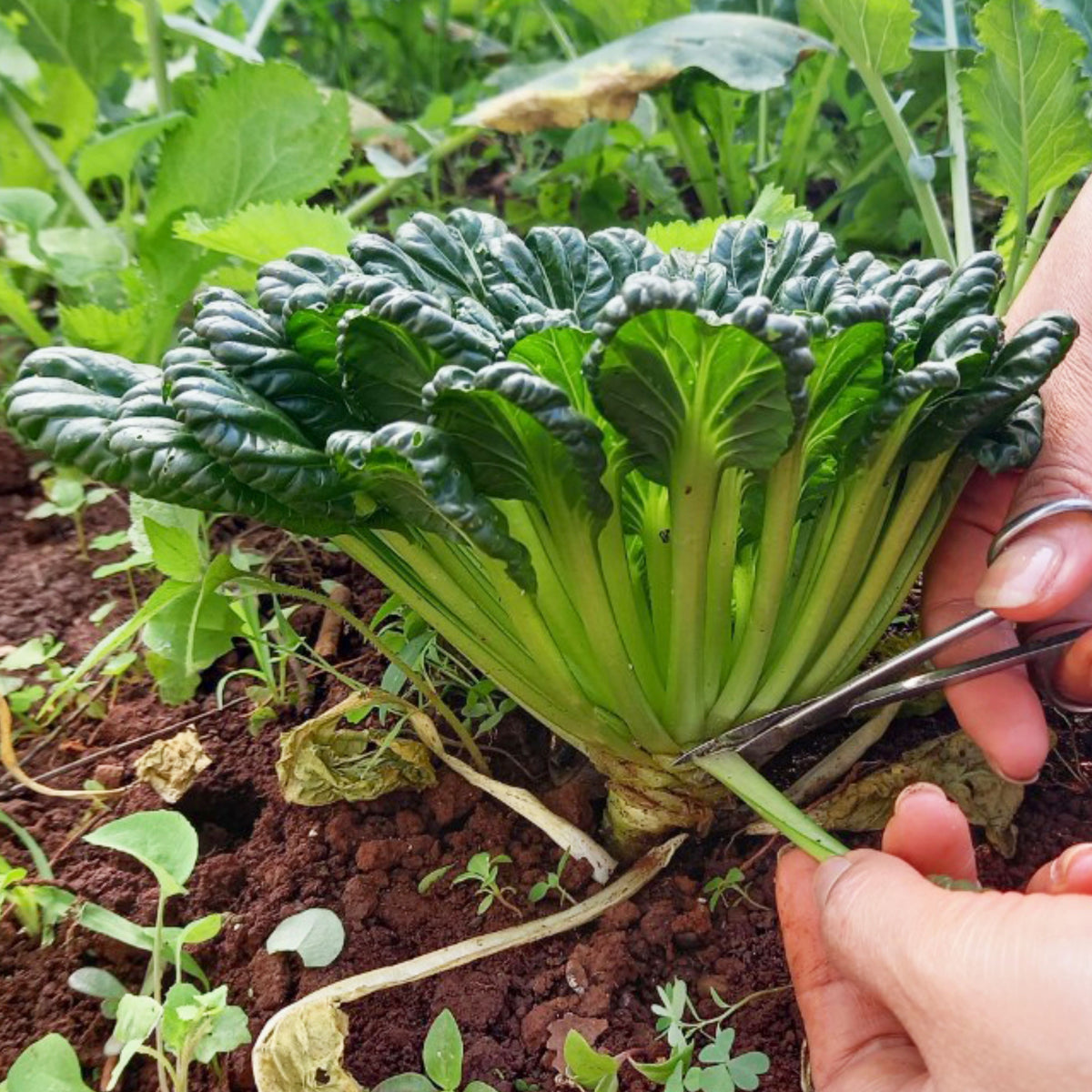 210 Seeds| Tatsoi Mustard Green Seeds-Heirloom – Non-GMO – Asian Greens – Tender Leaves – Mild Flavor – Fast Growing – Cool Season – Baby or Mature Harvest – Easy to Grow – Garden to Table#7031