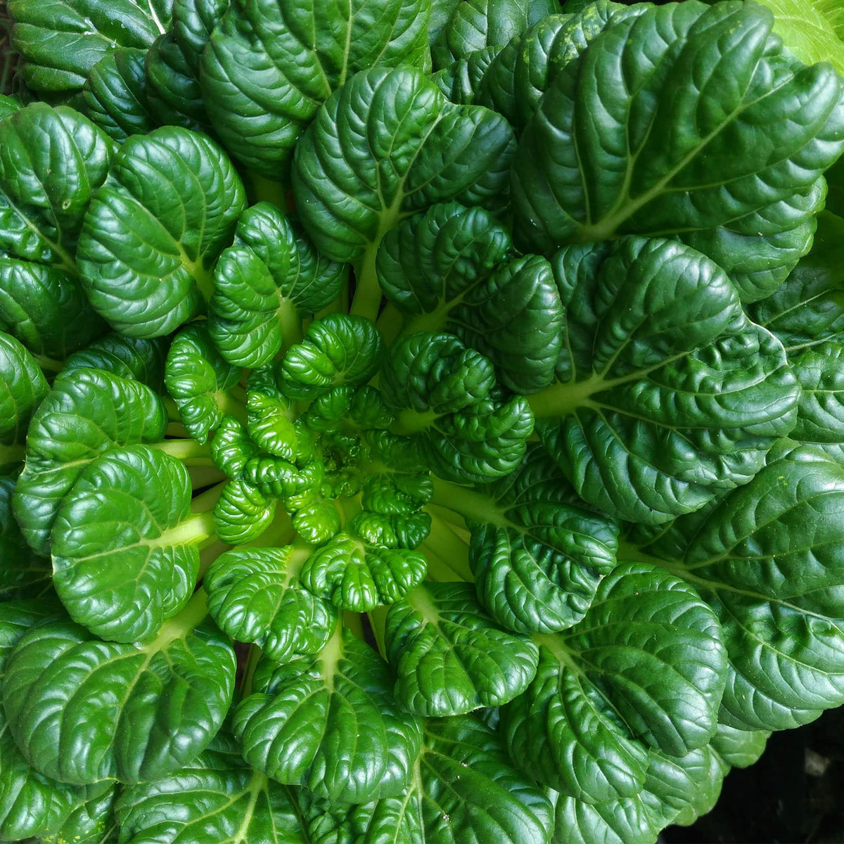 Tatsoi Mustard Green Seeds - Asian Rosette Greens, 210 seeds
