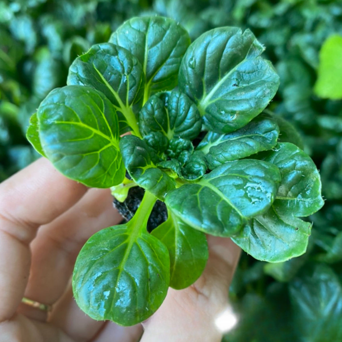 210 Seeds| Tatsoi Mustard Green Seeds – Heirloom, Non-GMO, Asian Rosette Greens, Tender Spoon-Shaped Leaves, Mild Flavor, Fast Growing, Cool Season Crop for Salads, Stir-Fries, Soups, and Healthy Kitchen Gardens#7031