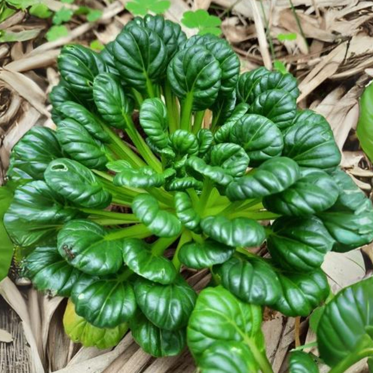 210 Seeds| Tatsoi Mustard Green Seeds-Heirloom – Non-GMO – Asian Greens – Tender Leaves – Mild Flavor – Fast Growing – Cool Season – Baby or Mature Harvest – Easy to Grow – Garden to Table#7031