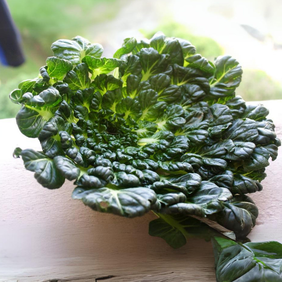 210 Seeds| Tatsoi Mustard Green Seeds-Heirloom – Non-GMO – Asian Greens – Tender Leaves – Mild Flavor – Fast Growing – Cool Season – Baby or Mature Harvest – Easy to Grow – Garden to Table#7031