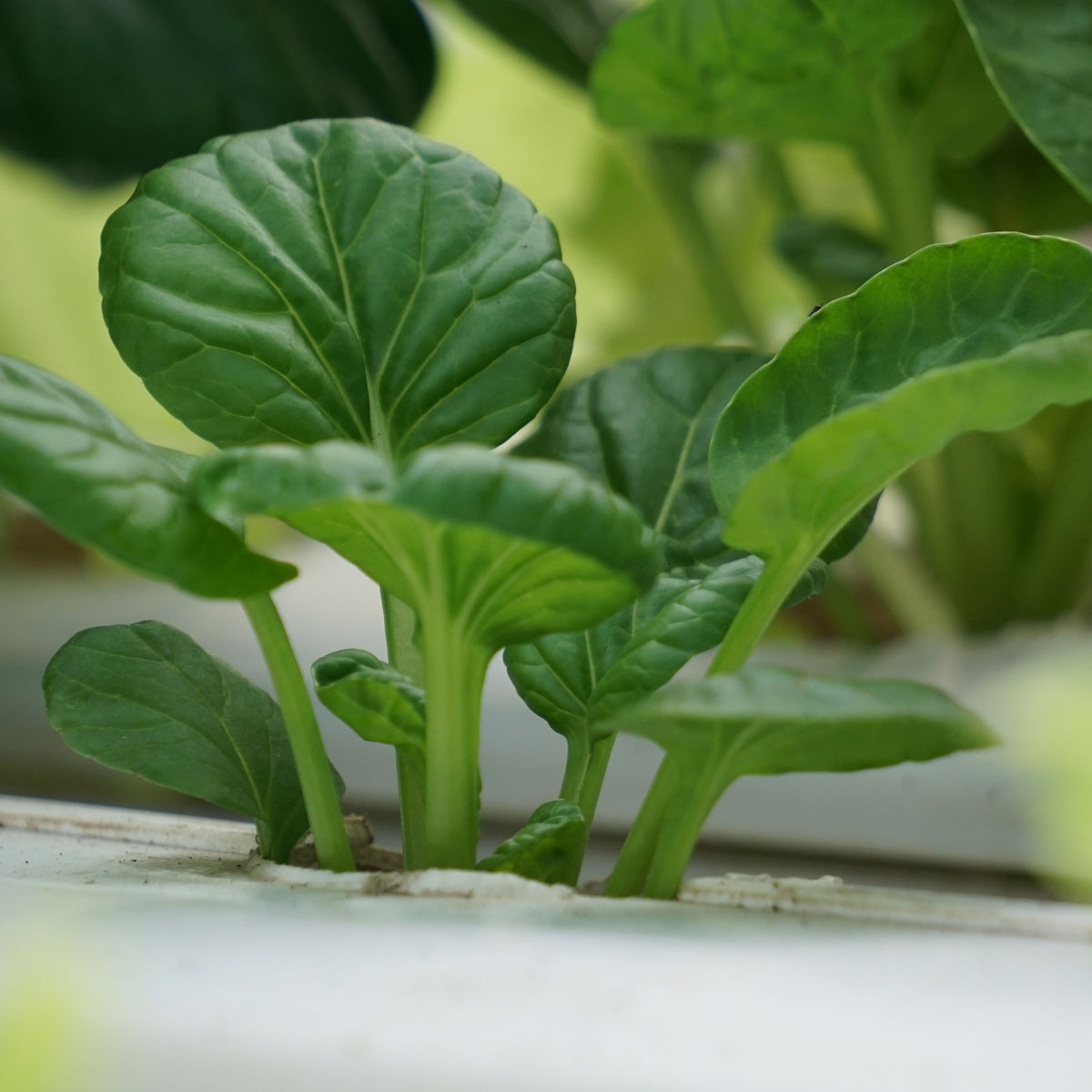 Tatsoi Mustard Green Seeds - Asian Rosette Greens, 210 seeds