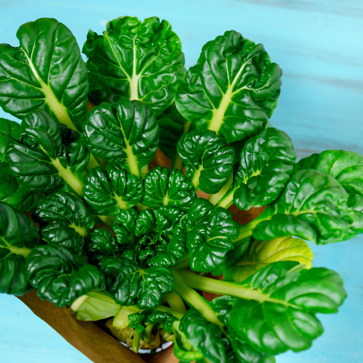 210 Seeds| Tatsoi Mustard Green Seeds-Heirloom – Non-GMO – Asian Greens – Tender Leaves – Mild Flavor – Fast Growing – Cool Season – Baby or Mature Harvest – Easy to Grow – Garden to Table#7031