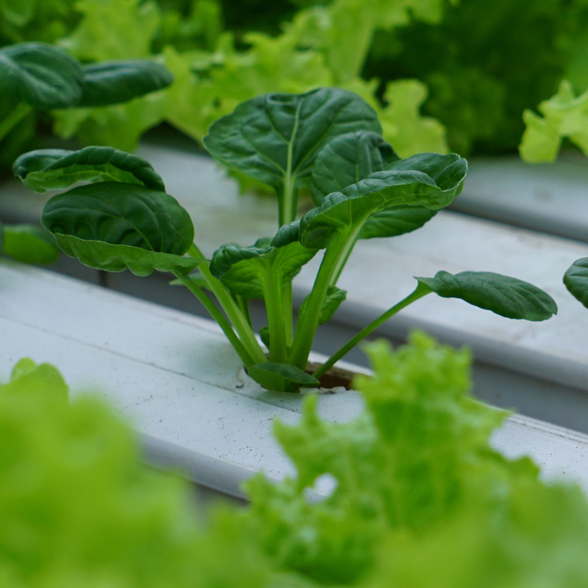 Tatsoi Mustard Green Seeds - Asian Rosette Greens, 210 seeds