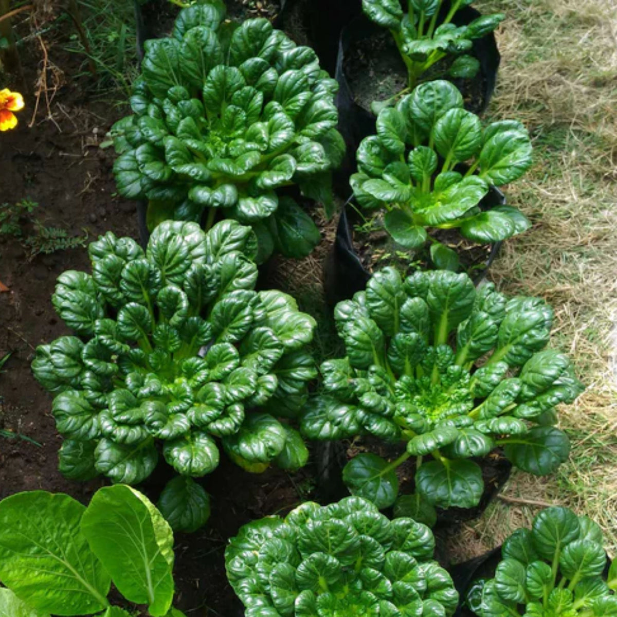 Tatsoi Mustard Green Seeds - Asian Rosette Greens, 210 seeds