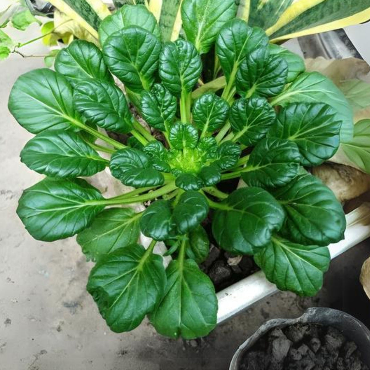 210 Seeds| Tatsoi Mustard Green Seeds-Heirloom – Non-GMO – Asian Greens – Tender Leaves – Mild Flavor – Fast Growing – Cool Season – Baby or Mature Harvest – Easy to Grow – Garden to Table#7031