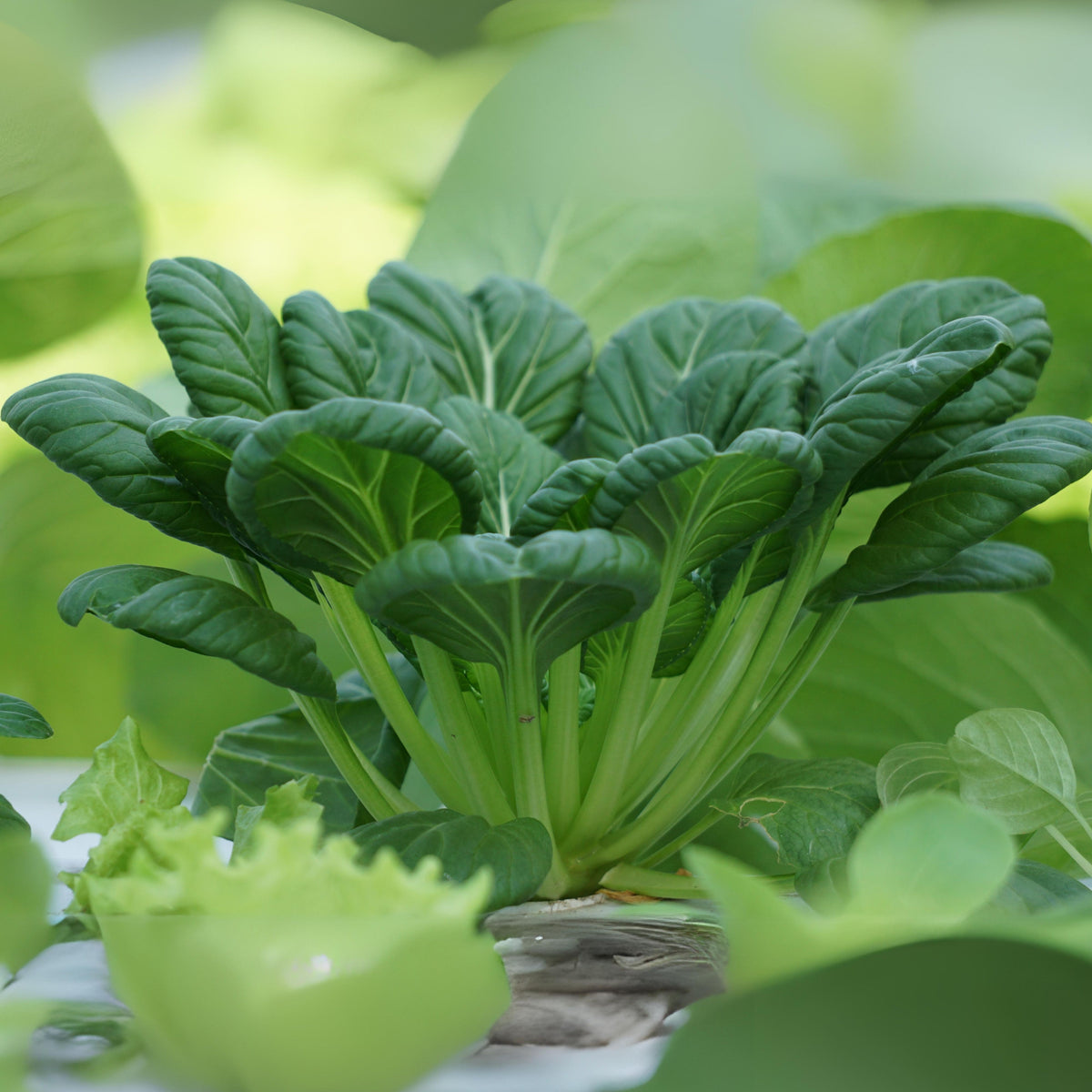 210 Seeds| Tatsoi Mustard Green Seeds – Heirloom, Non-GMO, Asian Rosette Greens, Tender Spoon-Shaped Leaves, Mild Flavor, Fast Growing, Cool Season Crop for Salads, Stir-Fries, Soups, and Healthy Kitchen Gardens#7031