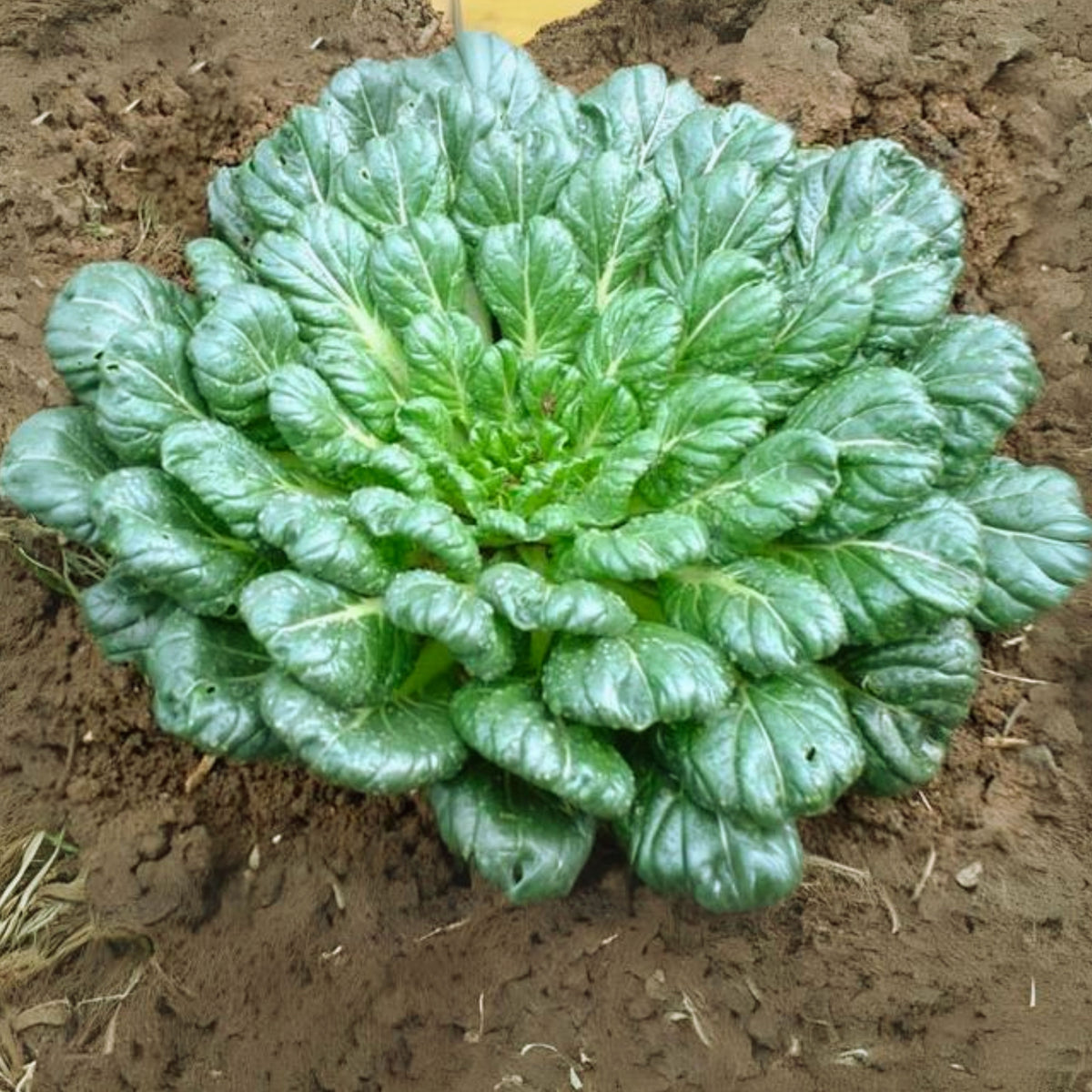 Tatsoi Mustard Green Seeds - Asian Rosette Greens, 210 seeds