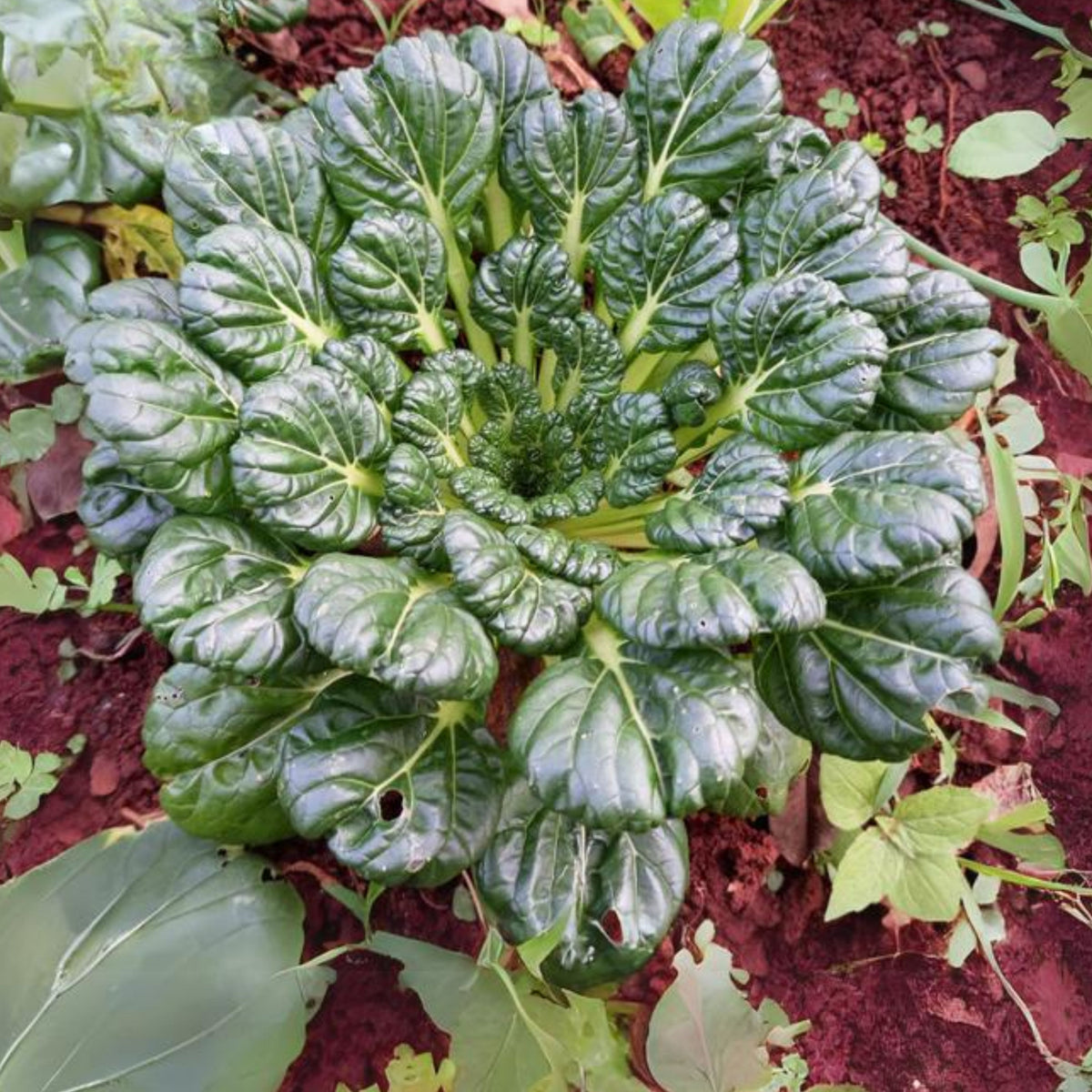 210 Seeds| Tatsoi Mustard Green Seeds – Heirloom, Non-GMO, Asian Rosette Greens, Tender Spoon-Shaped Leaves, Mild Flavor, Fast Growing, Cool Season Crop for Salads, Stir-Fries, Soups, and Healthy Kitchen Gardens#7031