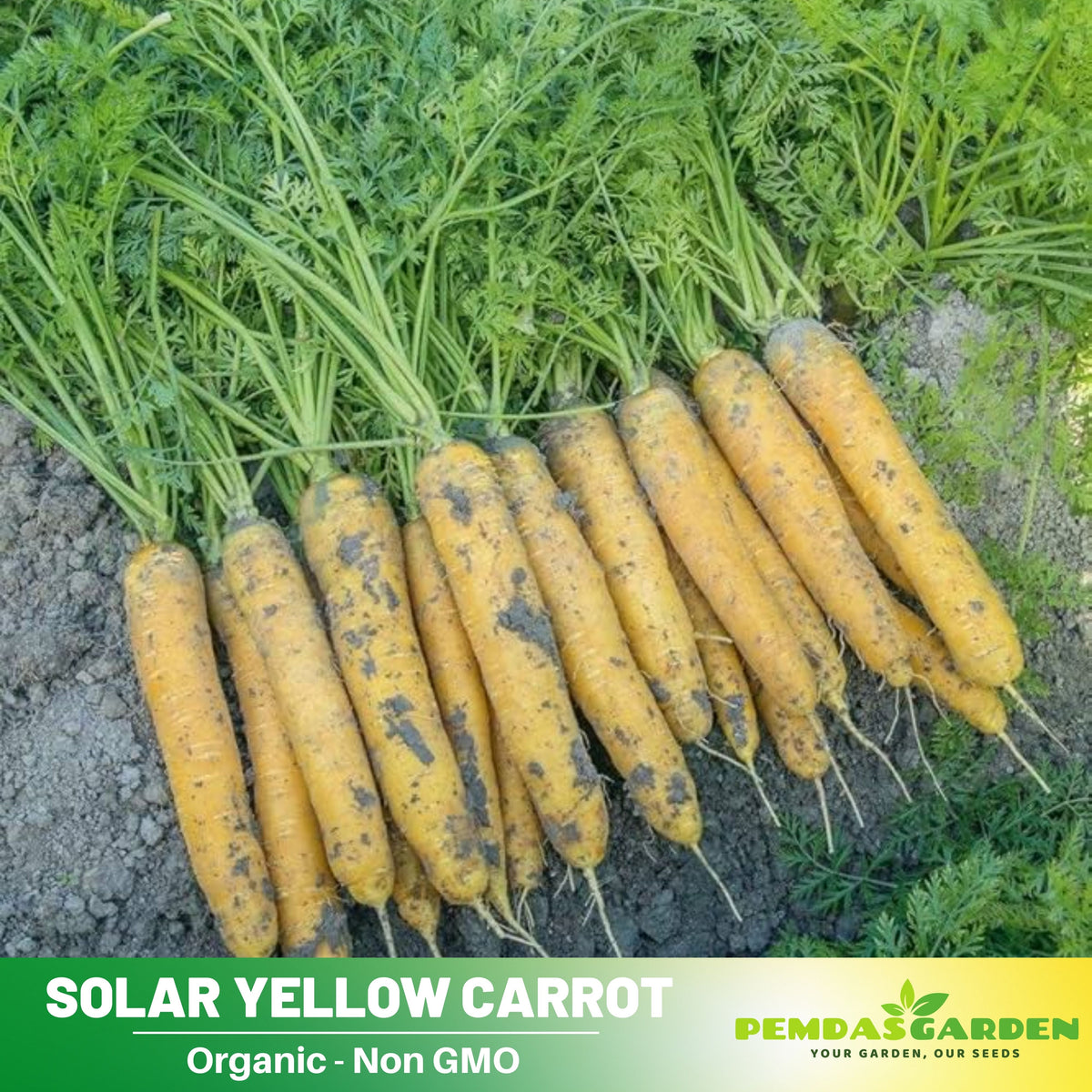 310 Seeds| Solar Yellow Carrot Seeds -Heirloom – Non-GMO – Golden Yellow – Sweet Flavor – Crisp Texture – Easy to Grow – Spring & Fall – 7-Inch Roots – Fresh Eating – Garden to Table#7032