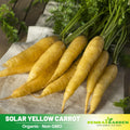 310 Seeds| Solar Yellow Carrot Seeds -Heirloom – Non-GMO – Golden Yellow – Sweet Flavor – Crisp Texture – Easy to Grow – Spring & Fall – 7-Inch Roots – Fresh Eating – Garden to Table#7032