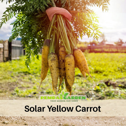 Solar Yellow Carrot Seeds - Golden Yellow Roots, 310 seeds